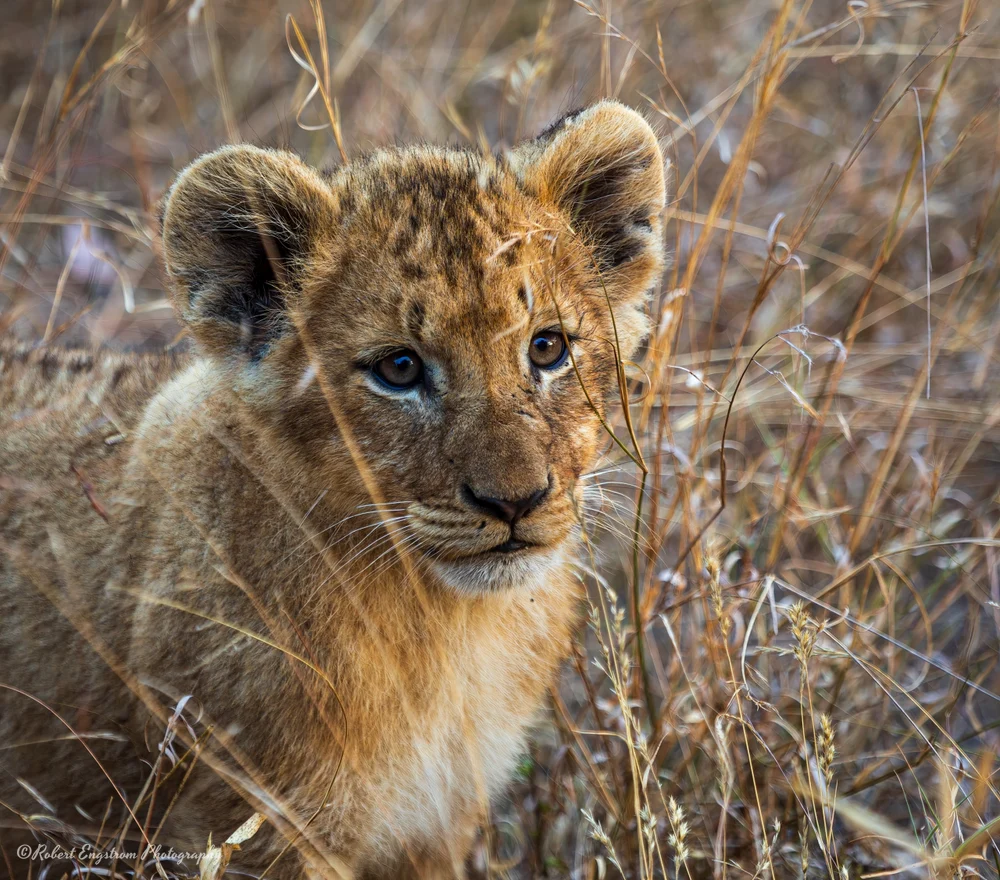 Lion Cub-Sabi Sands-South Africa