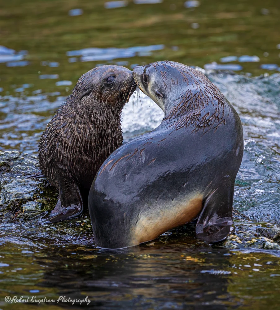 Fur Seal Mom and pup-Godthul Bay-South Georgia Island