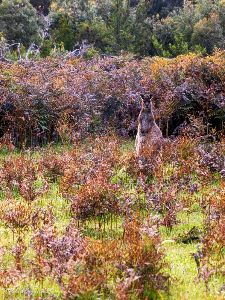 Camo Kangaroo-Kangaroo Island-Australia