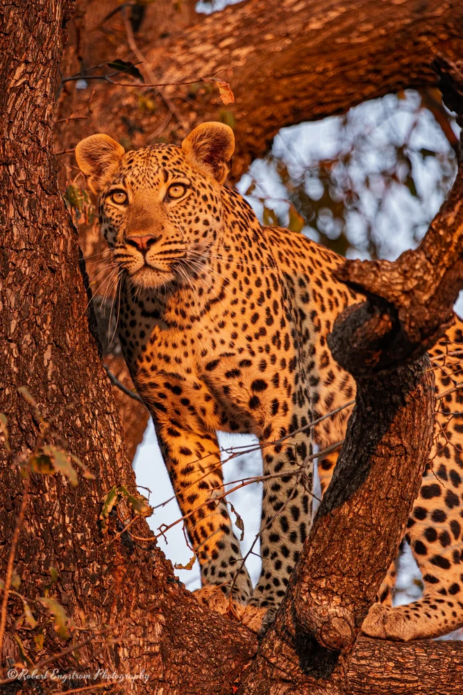 Leopard Standing-Sunset-Okavango Delta-Botswana