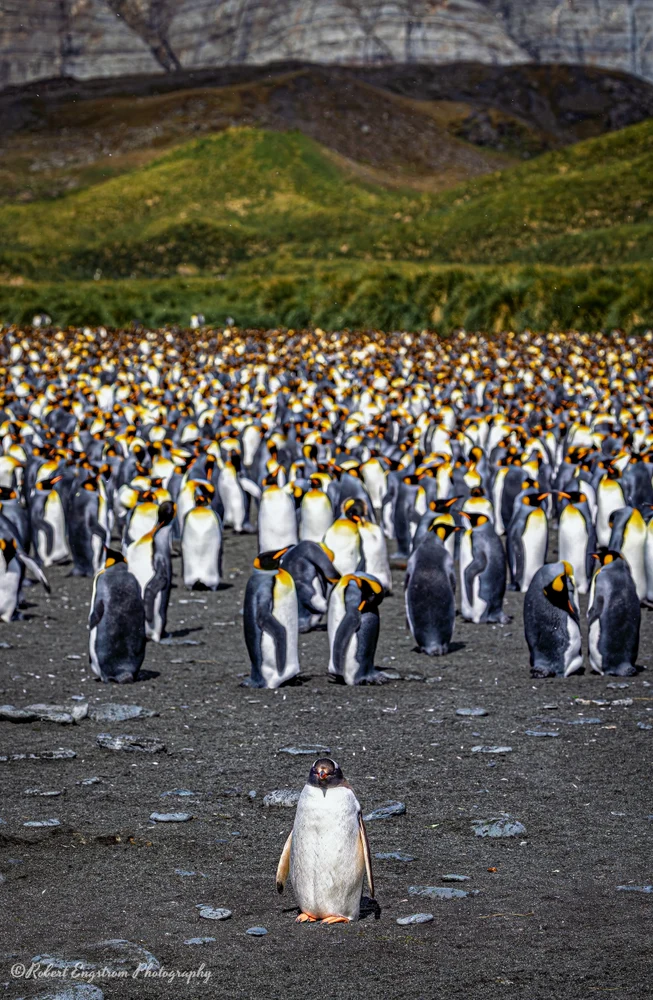 How did I get here?-Gentoo in King Penguin Colony-Gold Harbour-South Georgia Island