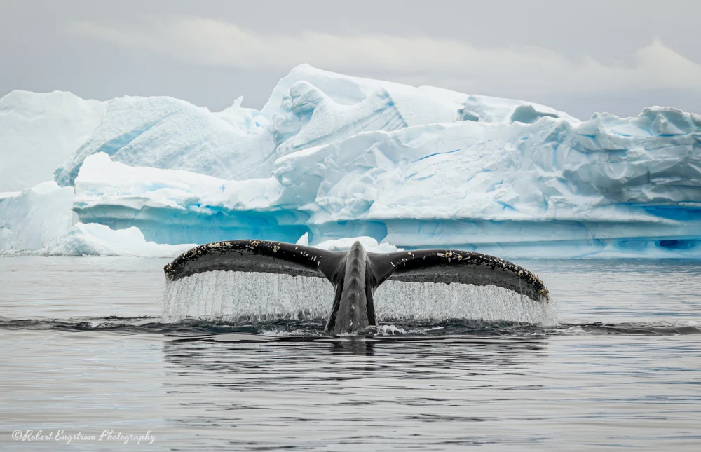 Humpback Whale Approaching-Neko Harbour-Antarctic Peninsula