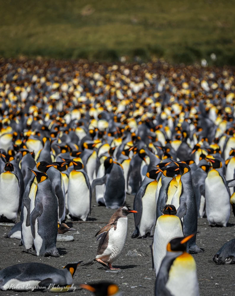 Gentoo gotta go-Gold Harbour-South Georgia Island