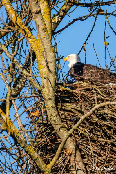 Nested Eagle Near Edison, WA USA by Ernie Hayden