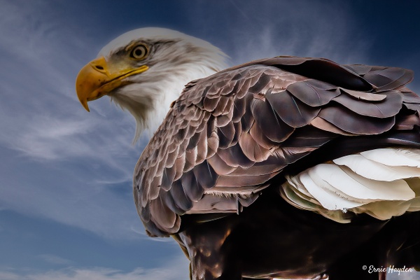 Majestic! - Eagles &amp; Raptors - Rising Moon NW Photography 