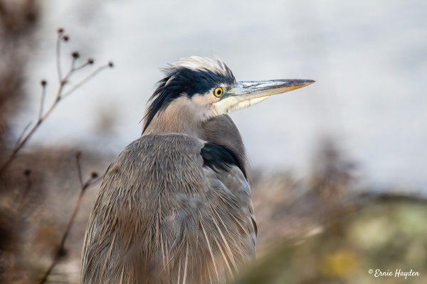 A Relaxed Heron on the Beach - Herons - Rising Moon NW Photography 