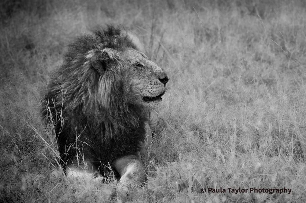 Majestic Lion Resting in Tall Grass