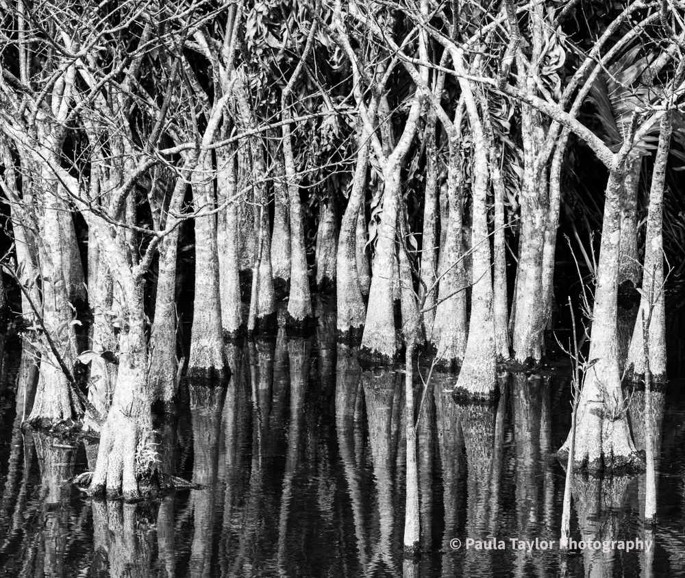 Reflections of Mangrove Trees in Still Water