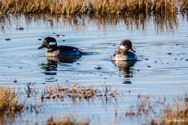 Buffelhead Ducks - Waterbirds - Rising Moon NW Photography  