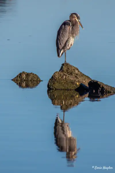 Heron and Reflection - Fidalgo Bay by Ernie Hayden
