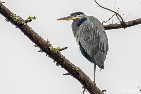 Heron High Atop a Tree - On One Leg! - Herons - Rising Moon NW Photography  