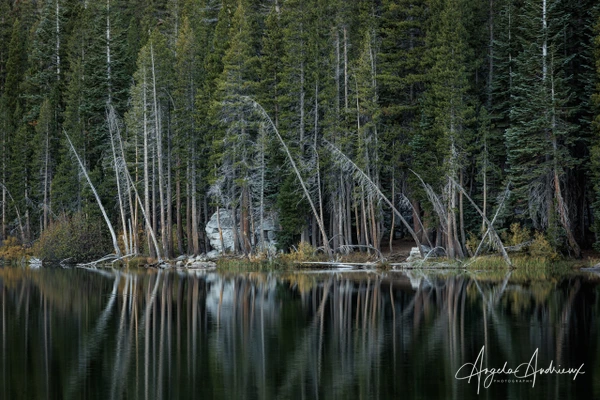 Angela Andrieux Photography
