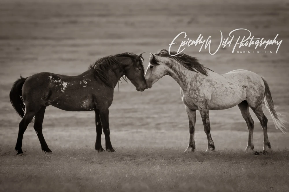 Tender Equine Greeting in Monochrome