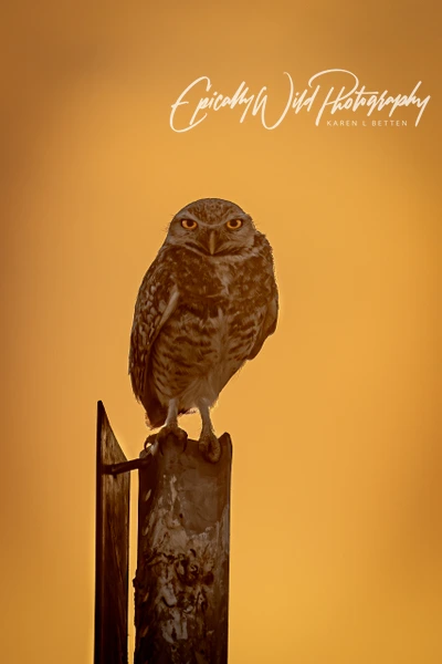 Epically Wild Photography
