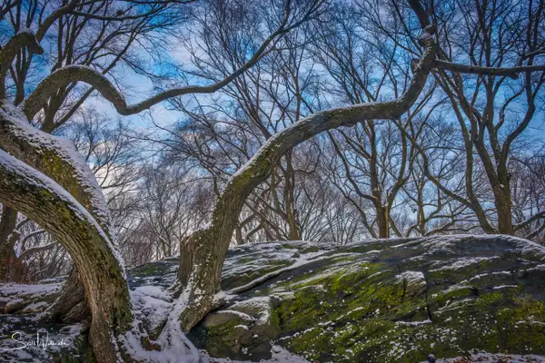 Trees (Winter) by ScottWatanabeImages