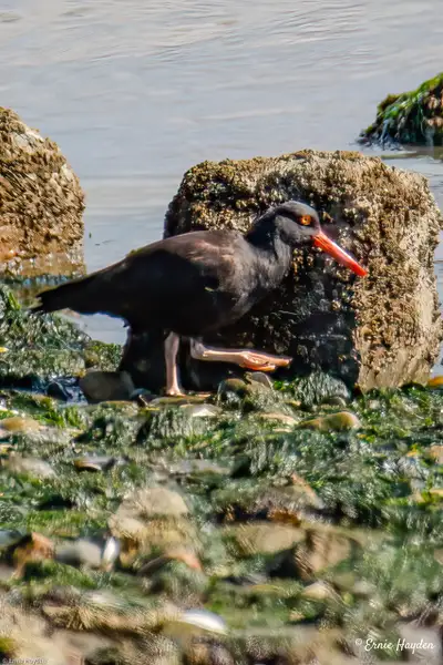A Hungry Oyster Catcher On the March by Ernie Hayden