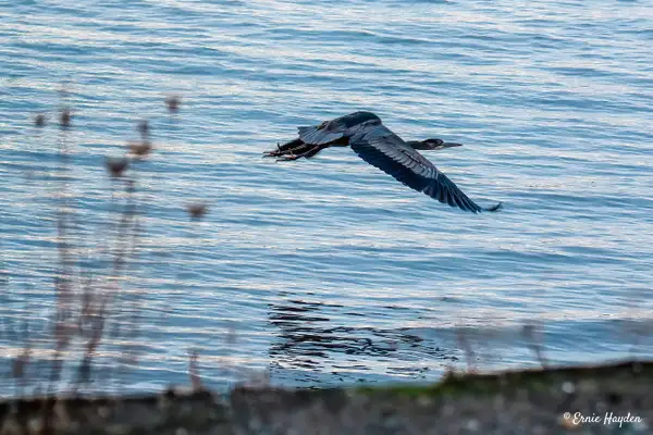 Great Blue Heron on the Fly by Ernie Hayden
