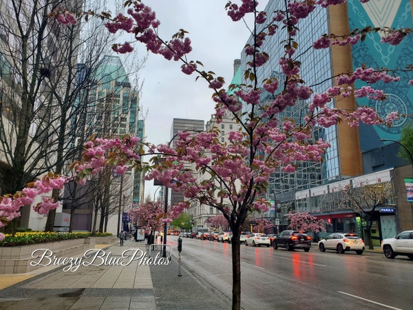 Cherry Blossoms Vancouver - City Vistas - Chinelo Mora
