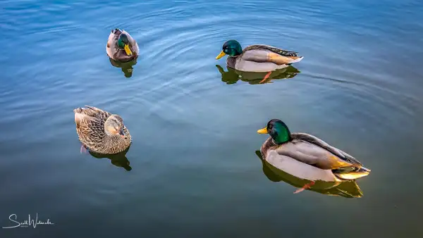 Ducks 2 by ScottWatanabeImages