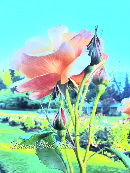 Breezy Blue Flowers - Spring Flowers - Chinelo Mora