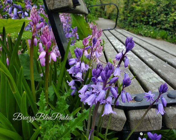 Breezy Blue Garden - Spring Flowers - Chinelo Mora