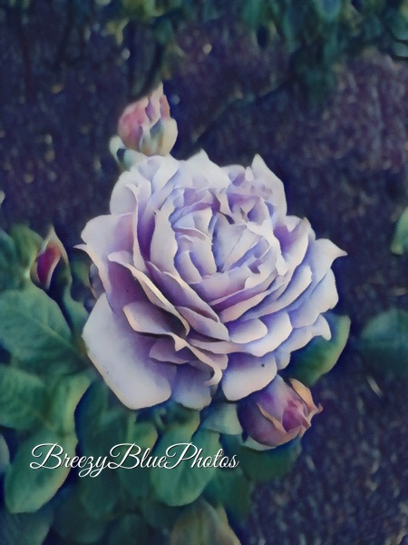 Breezy Blue Rose - Spring Flowers - Chinelo Mora