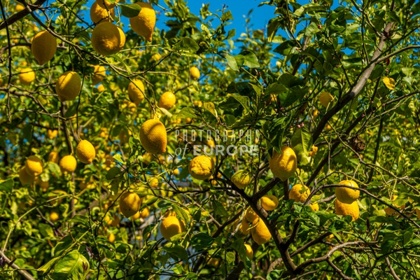 Lemon-grove-Sorrento-Italy - Photographs of Europe