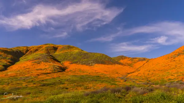 Walker Canyon Poppy Fields 1 by ScottWatanabeImages