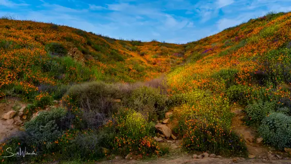 Walker Canyon Poppy Fields 5 by ScottWatanabeImages