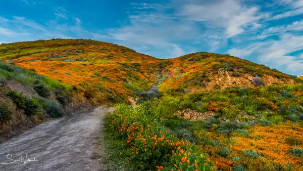 Walker Canyon Poppy Fields 6 by ScottWatanabeImages