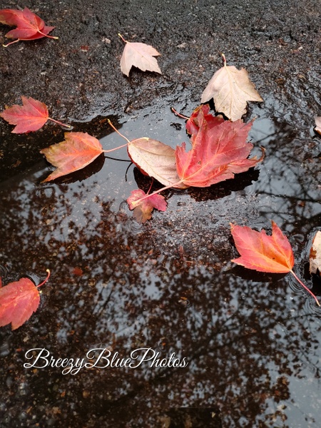 Fall Leaves - Landscape - Chinelo Mora 