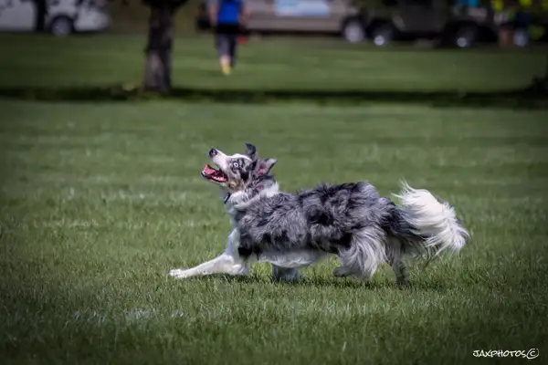 Dog Frisbee-742-Edit by jaxphotos