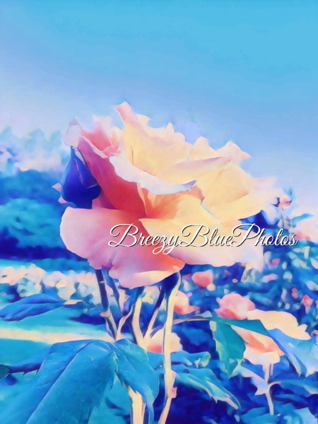 Breezy Blue Rose - Chinelo Mora 