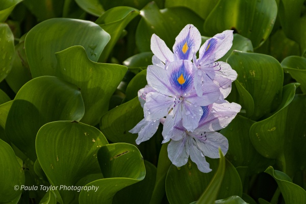 Water Hyacinth - Paula Taylor Photography 