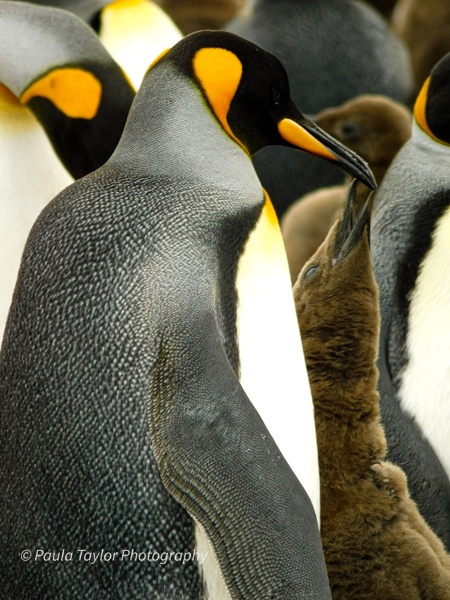 King Penguins "I Love You" - Wildlife - Paula Taylor Photography 