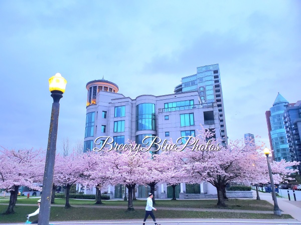 Breezy Blue Cherry Blossoms - City Vistas - Chinelo Mora