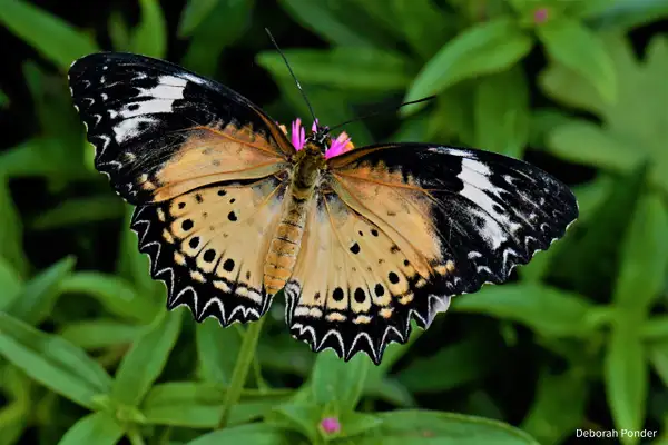 Bengal's butterfly by Deborah Ponder