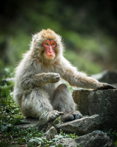 Japanese macaque-Nagano prefecture-Japan
