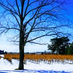 Niagara Region Winter