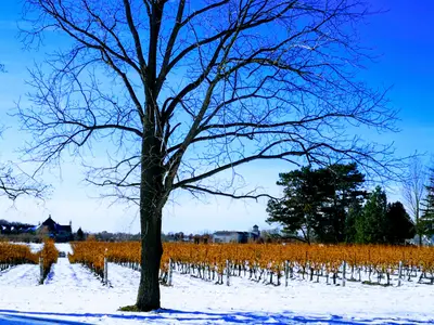 Niagara Region Winter