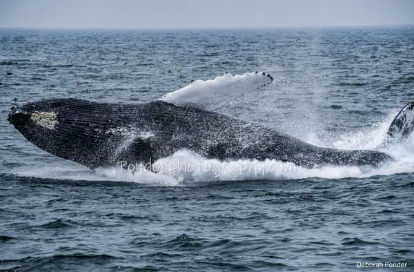 Humpback Whales by Deborah Ponder
