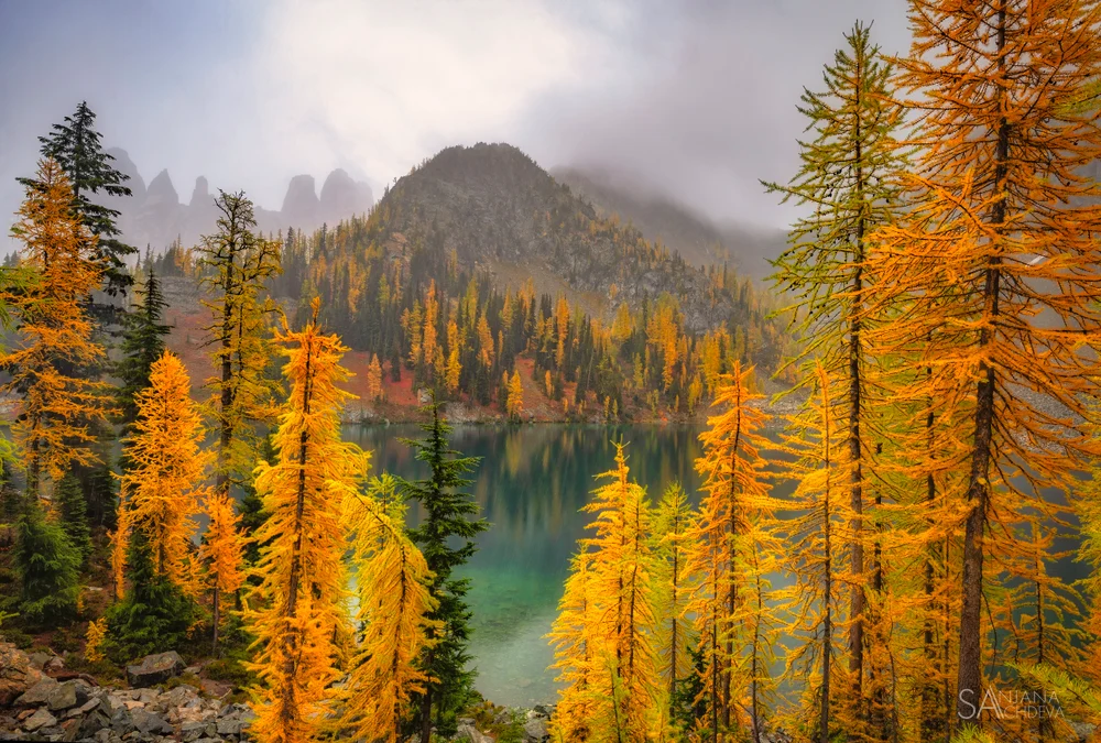 Larches Magic