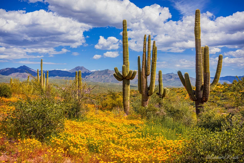 Desert Spring