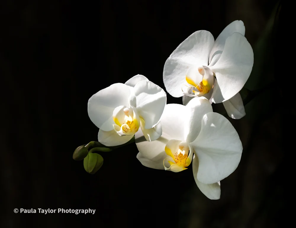Orchids in Radiant Bloom