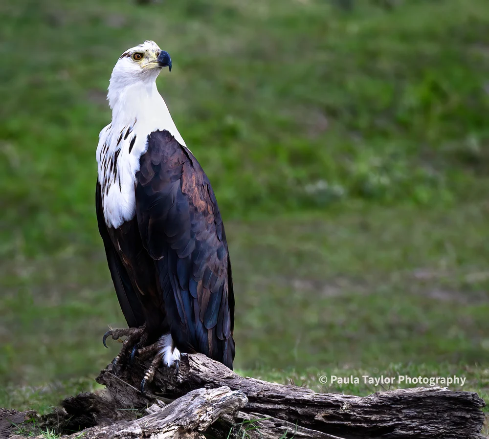 Regal African Fish Eagle on a Weathered Log