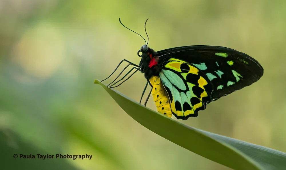 Vibrant Male Green Birdwing Butterfly on Leaf