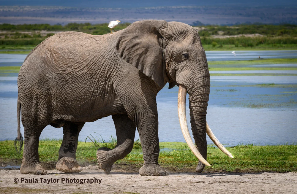 African Elephant Walking  with  a Cattle Egret