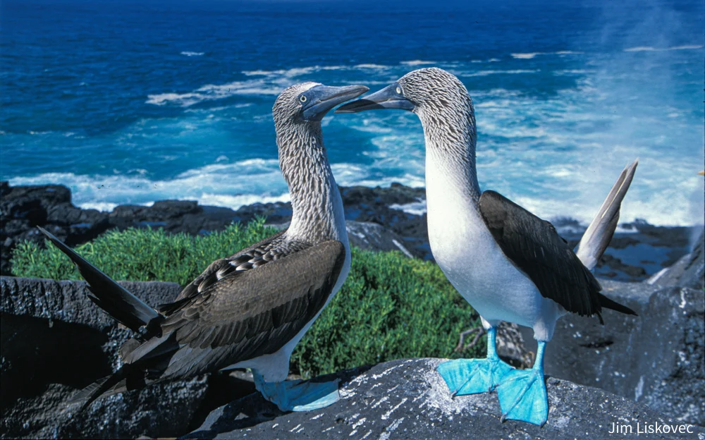 Blue-footed Boobies Engaging in Courtship on Galapagos Islands
