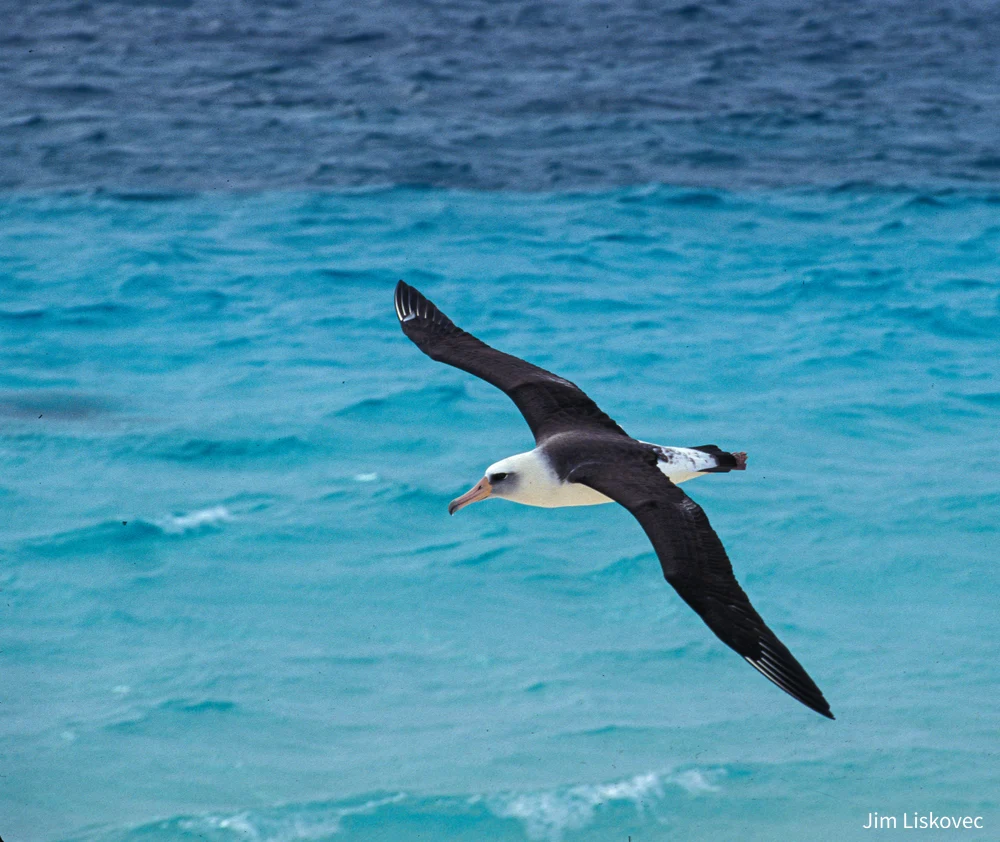 Adult Laysan Albatross Soaring Over Midway Atoll Waters