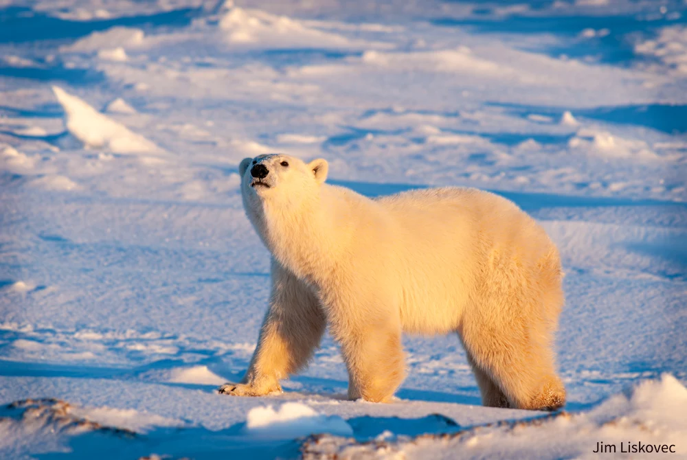 Golden Polar Bear in Early Morning Light at Churchill